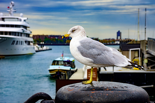 Portrait of seagull standing on mooring post in Boston harbor. In the blurred background you can see docks, a small boat, a cruise ship...