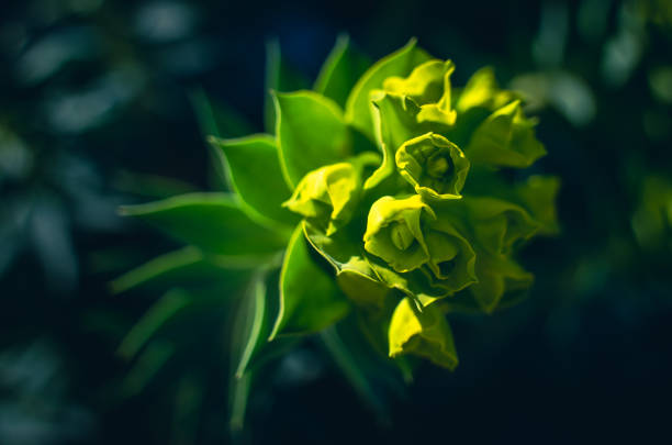 Euphorbia Nicaeensis flowering