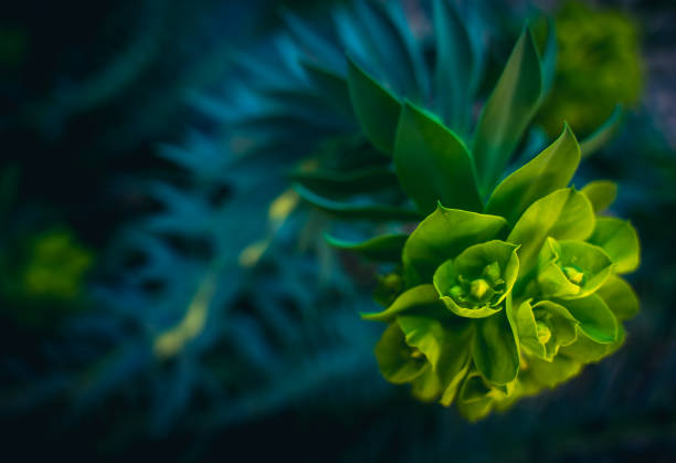 Euphorbia Nicaeensis flowering