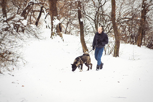 A man in a jacket and a knitted hat walks through a snowy forest with an American Akita dog