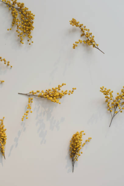 istock floral pattern of mimosa flowers on white backdrop. Copy space. Floral frame. 1466037058