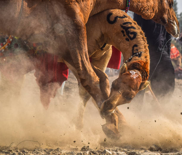 istock Camel fighting is a traditional sport 1466037072