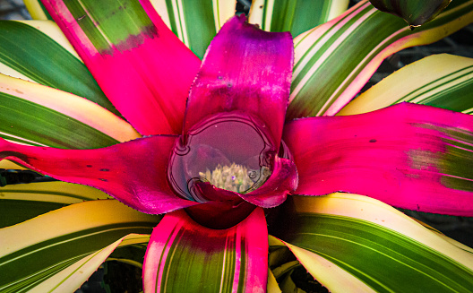 A small pool of water collects in the center of a colorful bromeliad plant.