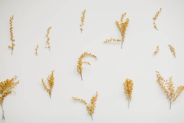 istock floral pattern of mimosa flowers on white backdrop. Copy space. Floral frame. 1466037261