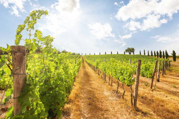 виноградники с виноградной лозой и холмистым тосканским ландшафтом возле винодельни вдоль винной дороги кьянти на летнем солнце, тоскана � - tuscany vineyard italy agriculture стоковые фото и изображения