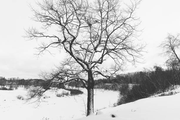 istock Photo of tree and snow on it 1466038418