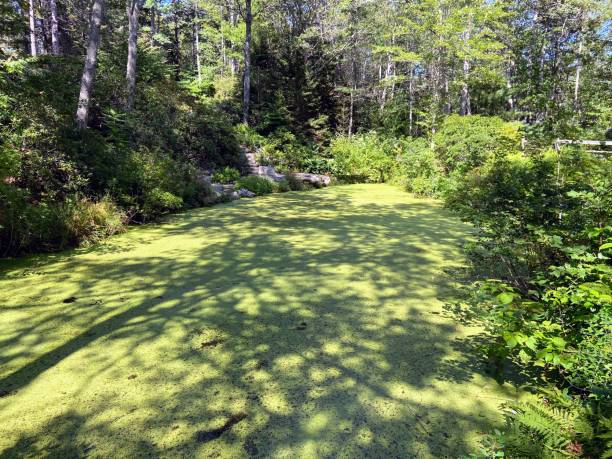 istock Coastal Maine Botanical Gardens Green Pond 1466038672