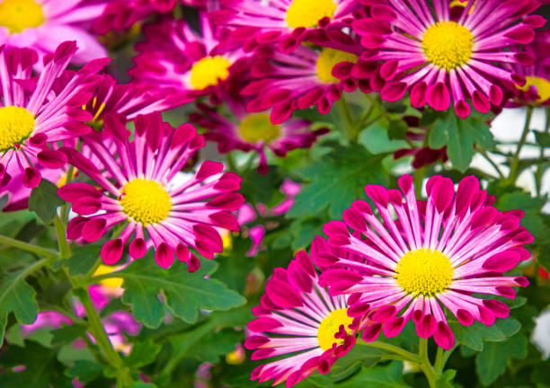 istock Curved Petal Chrysanthemum 1466038788