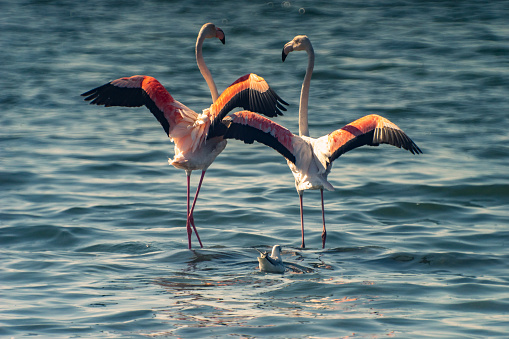 View of a flamingo standing on single leg in Izmir gulf.