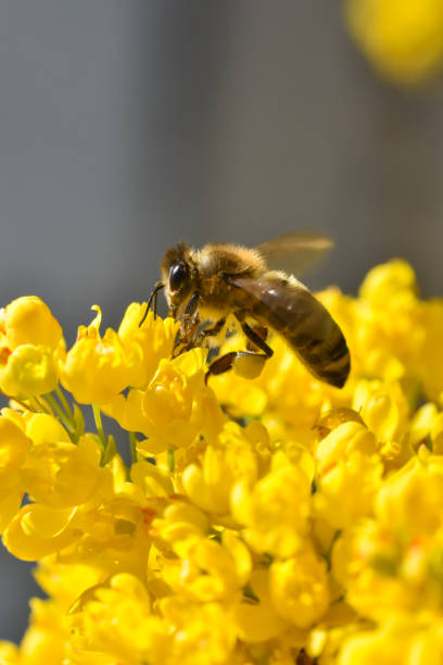 istock Honey bee collecting pollen at yellow flower 1466043940