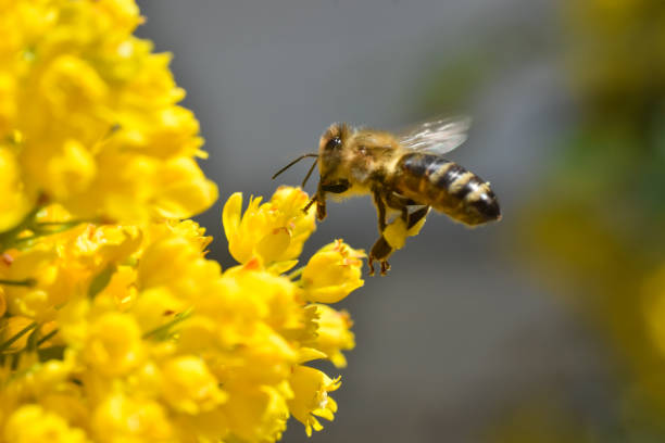 istock Honey bee collecting pollen at yellow flower 1466043953