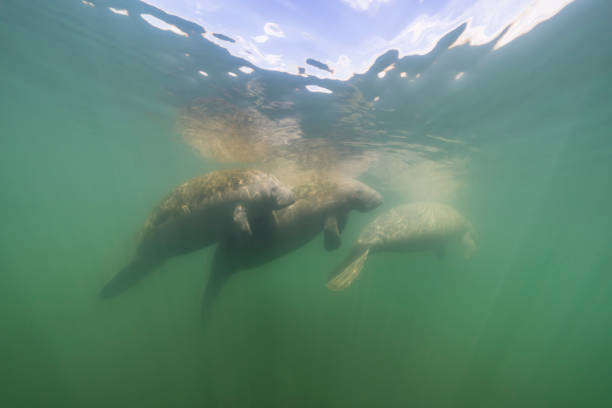 istock Seascape with swimming Manatee 1466045432