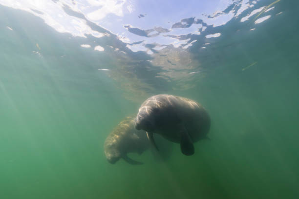 istock Seascape with swimming Manatee 1466045457