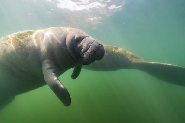 istock Seascape with swimming Manatee 1466045458
