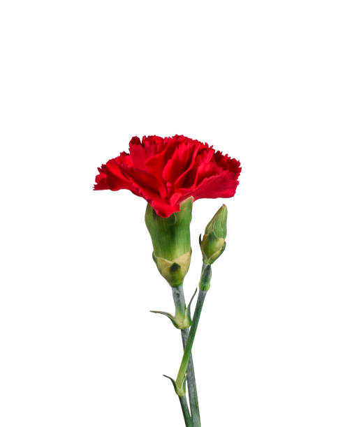 istock Red Carnation flower isolated cutout 1466047048