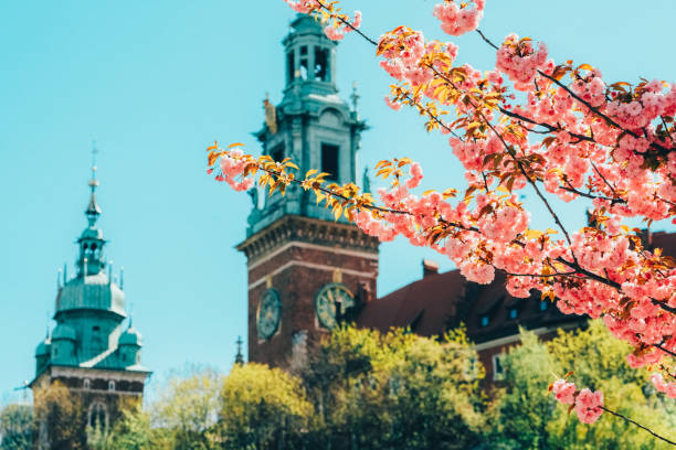 istock Sunrays over the cherry blossom tree in Krakow 1466049791