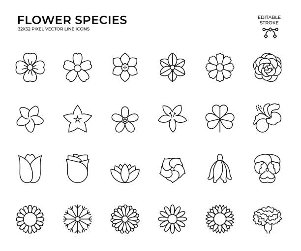 illustrazioni stock, clip art, cartoni animati e icone di tendenza di set di icone vettoriali di tratti modificabili delle specie di fiori - cosmea