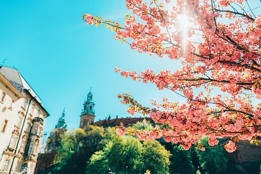 Picturesque spring in Krakow with cherry blossoms and sunshine