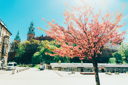 Picturesque spring in Krakow with cherry blossoms and sunshine