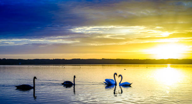 istock swan at a lake in bavaria 1466050916