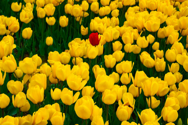 istock Field with yellow tulips in early morning spring sunlight 1466051046