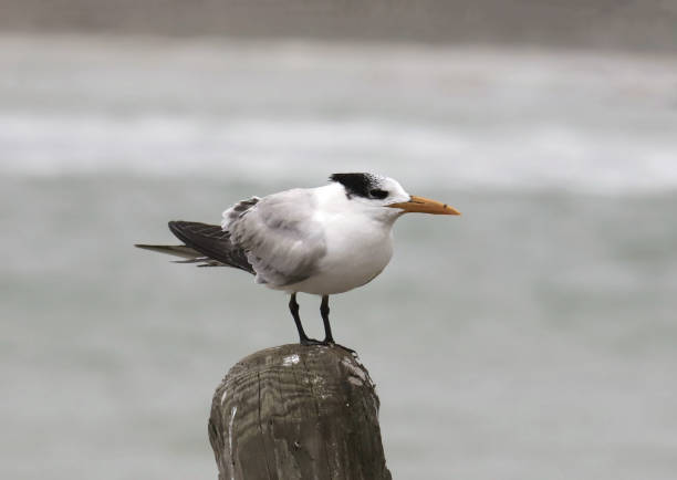 istock Royal Tern (nonbreeding) (thalasseus maximus) perched on a wooden post 1466052657
