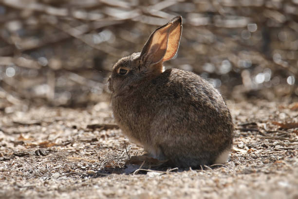 istock Desert Cottontail (sylvilagus audubonii) hunched on the ground 1466052668
