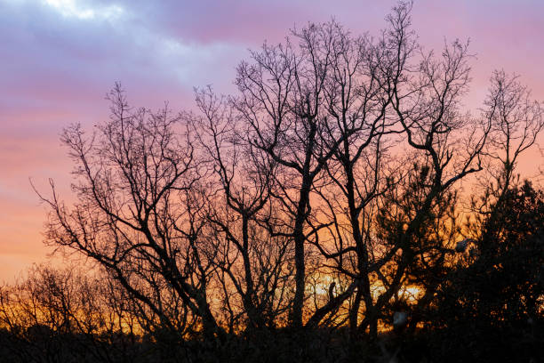 Winter forest, holly oaks with browm leafs in mediterranean mountains, Barcelona province.