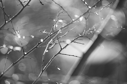 Black and white photo of branches of trees with frozen ice drops and water drops under warm sunlight on the winter. Springtime air atmosphere with boke circles.