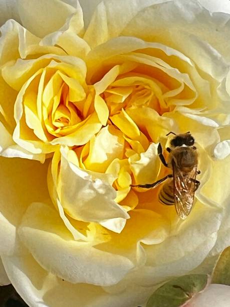 istock yellow, bee, sunshine, busy, summer, beehive, 1466063654