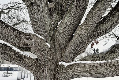 Slide-up of snow covered oak tree trunk in winter