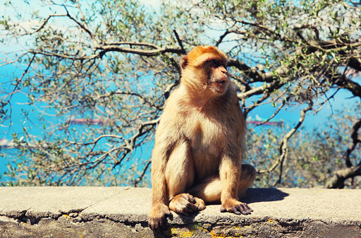 The Barbary Macaque monkeys of Gibraltar, United Kingdom
