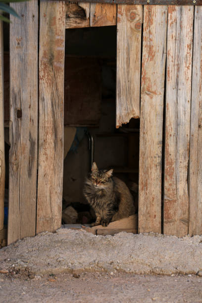 istock Beautiful Cat at old house entrance 1466066942