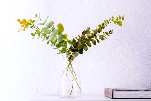 Eucalyptus leaves in a vase