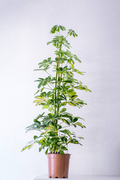 istock Schefflera arboricola plant in the pot 1466069401