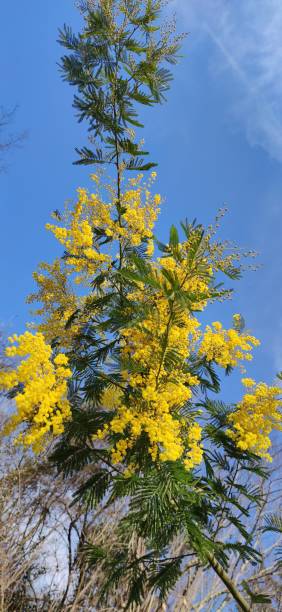 istock Mimosa bloom, blue sky, spring time, Liguria, Italy 1466071067