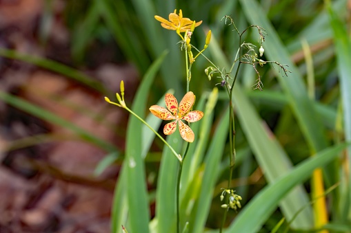 Flower of a leopard lily, Iris domestica