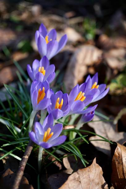 der frühlingskrokus ("crocus vernus") ist eine pflanzenart aus der gattung der krokusse ("crocus") in der familie der schwertliliengewächse (iridaceae). seine sorten und die von crocus flavus (holländischer krokus) werden als zierpflanzen verwendet. - snow crocus flower spring stock-fotos und bilder