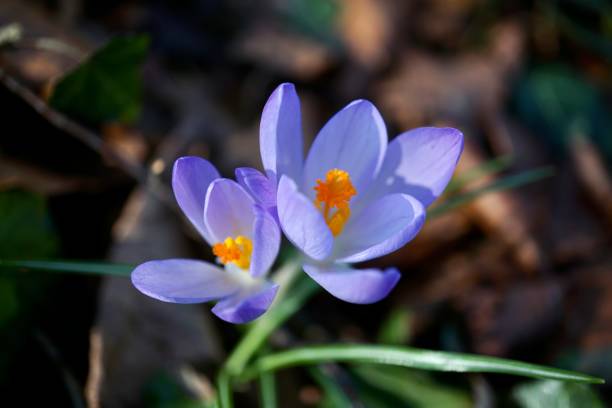 der frühlingskrokus ("crocus vernus") ist eine pflanzenart aus der gattung der krokusse ("crocus") in der familie der schwertliliengewächse (iridaceae). seine sorten und die von crocus flavus (holländischer krokus) werden als zierpflanzen verwendet. - snow crocus flower spring stock-fotos und bilder