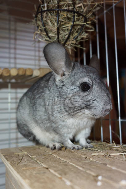 Cute pet chinchilla rodent Gray fluffy chinchilla rodent is sitting on a wooden house in a cage close-up. Pet activity chinchilla lanigera stock pictures, royalty-free photos & images