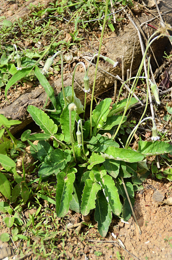 Chaptalia Nutans With Flower In The Backyard Stock Photo Download