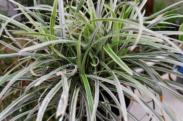 istock Chlorophytum leaves comosum in vase 1466097479