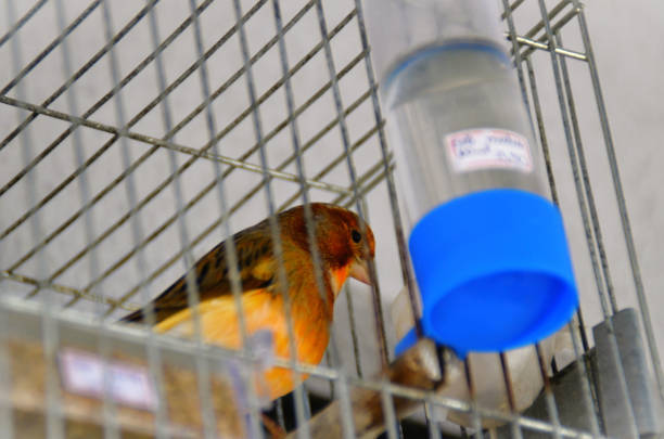 Ground canary (Sicalis flaveola) in cage observing in backyard