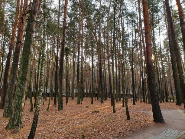 istock Pine forest wooden house green grass nature 1466098213