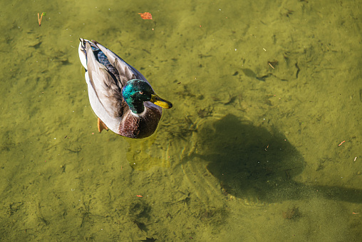 Mallard drake (Anas platyrhynchos) flapping wings in a lake.