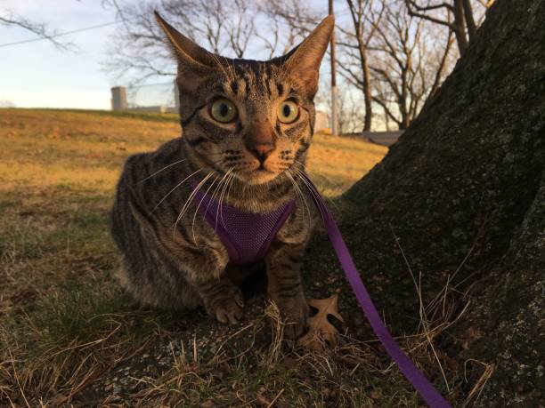 istock Kitten during Sunset in December in Kearny, NJ. 1466101141