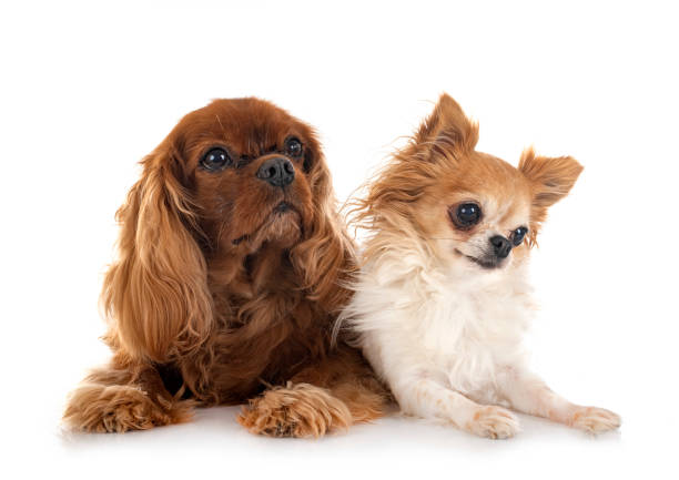 istock young cavalier king charles and chihuahua 1466101882