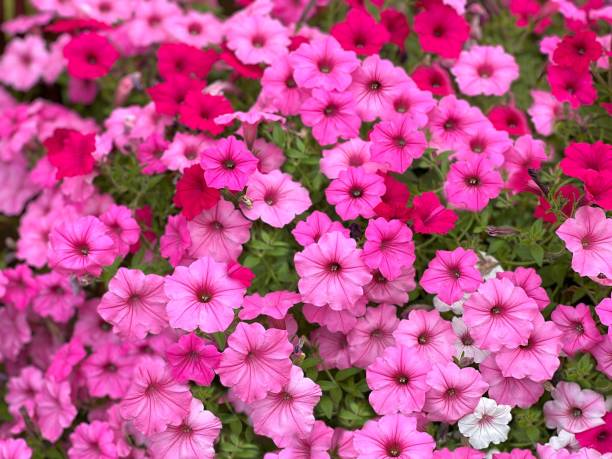 petunia pink flowers in the flowerbed. - petunia imagens e fotografias de stock