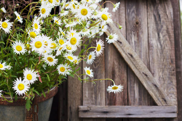 istock wild summer daisies in old rusty bucket 1466103009