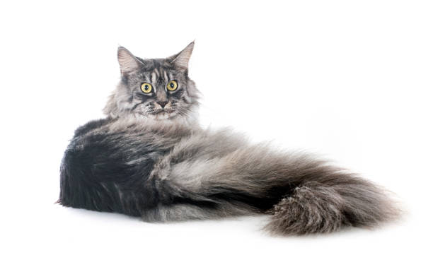 maine coon cat stock photo